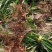 四川野生石菖蒲苗山菖蒲蒲根可泡水可盆栽正宗新鲜包邮