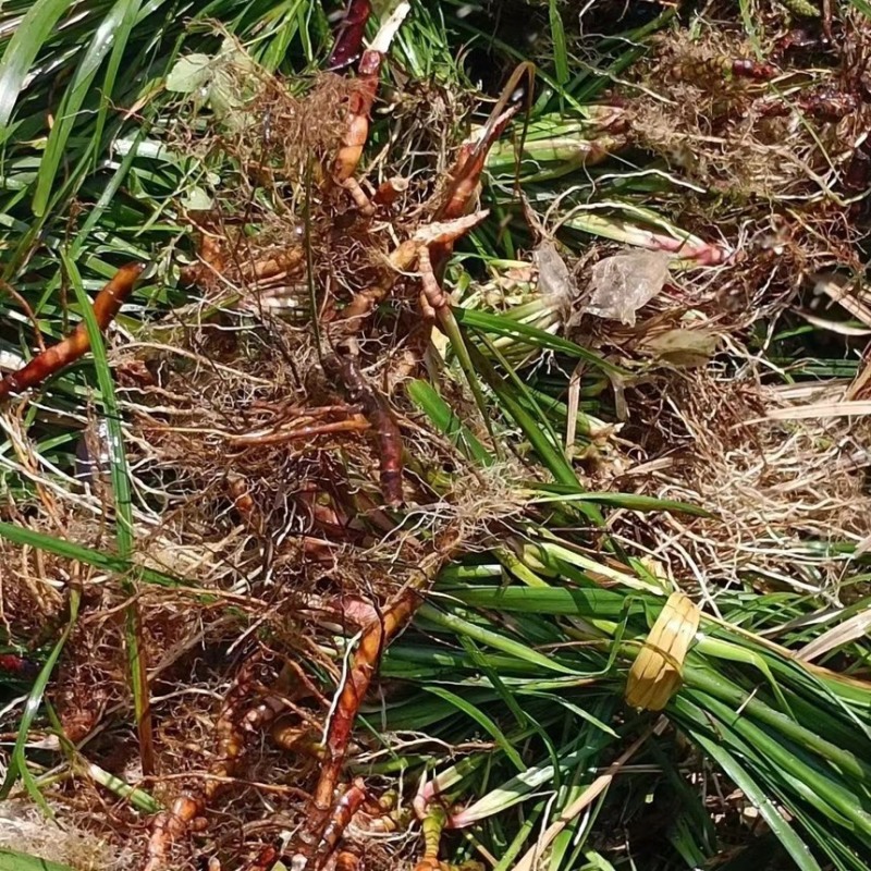 四川野生石菖蒲苗山菖蒲蒲根可泡水可盆栽正宗新鲜包邮