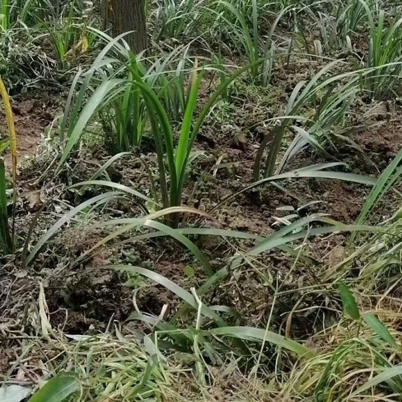 四川野生石菖蒲苗山菖蒲蒲根可泡水可盆栽正宗新鲜包邮