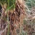 四川野生石菖蒲苗山菖蒲蒲根可泡水可盆栽正宗新鲜包邮