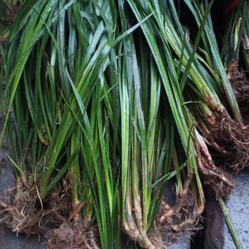 四川野生石菖蒲苗山菖蒲蒲根可泡水可盆栽正宗新鲜包邮