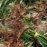 四川野生石菖蒲苗山菖蒲蒲根可泡水可盆栽正宗新鲜包邮