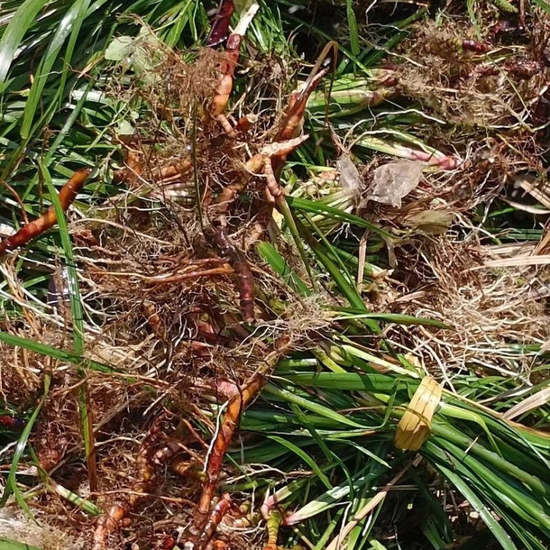 四川野生石菖蒲苗山菖蒲蒲根可泡水可盆栽正宗新鲜包邮
