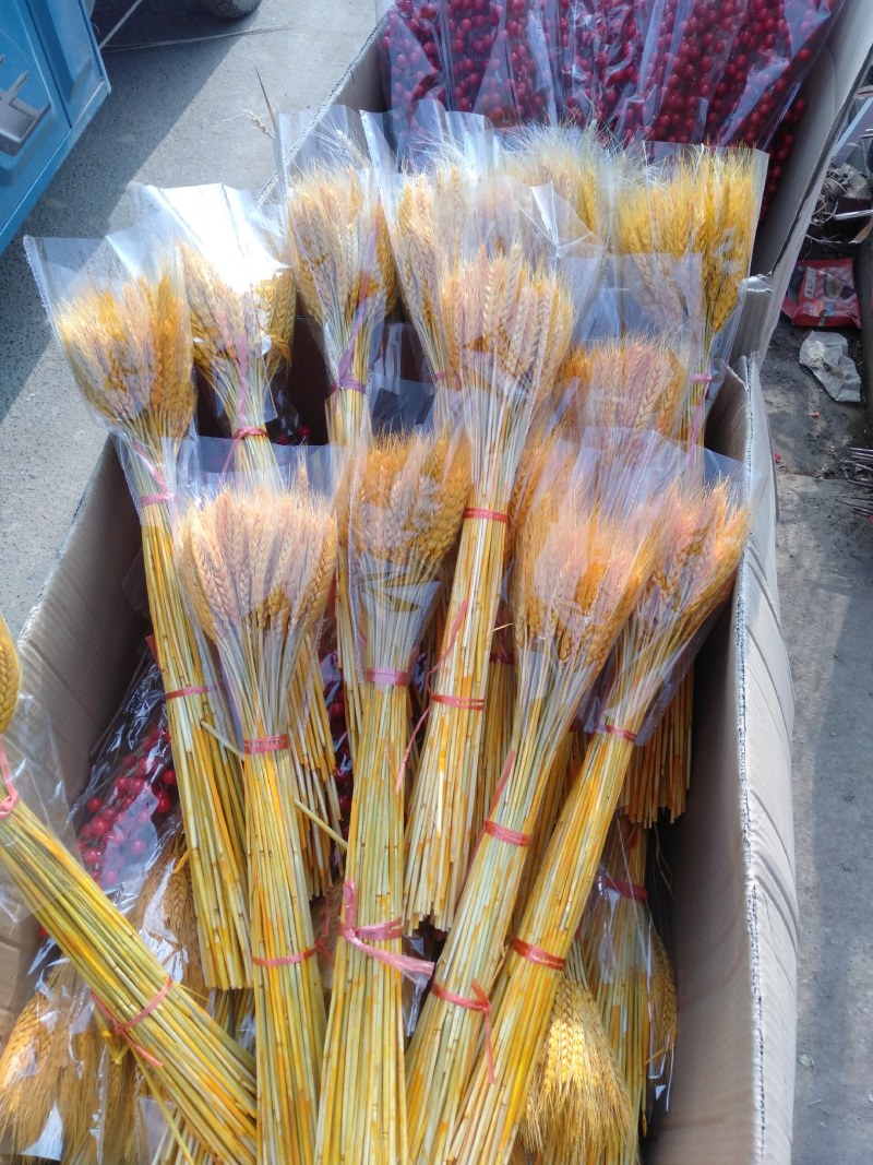 [产地直发100支9.8元包邮]大麦干花花束天然真麦穗
