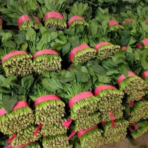 大叶菠菜~精品菠菜，聊城菠菜产地~大量供应