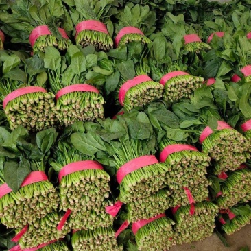 大叶菠菜~精品菠菜，聊城菠菜产地~大量供应