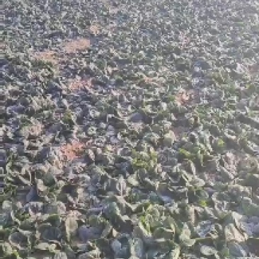 大棚趴地菠菜需要的老板联系