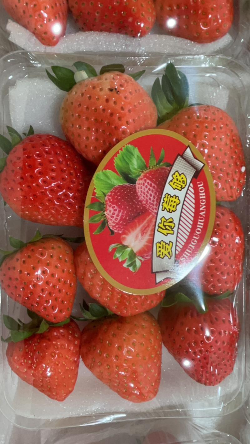 奶油草莓江苏草莓基地现摘现发甜润可口电联采购