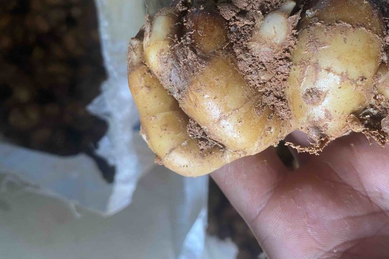 湛江沙姜自产自销