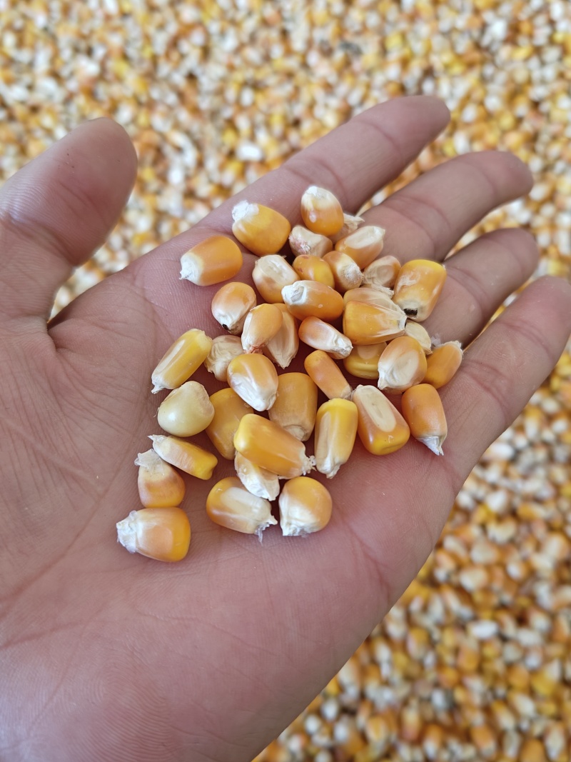精品黄玉米粒