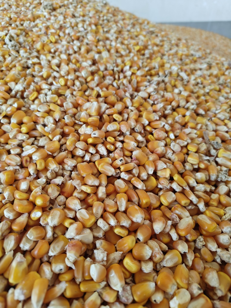 精品黄玉米粒