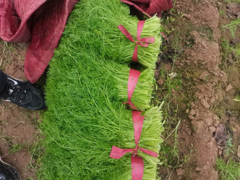 小茴香河北邢台石家庄茴香25cm-35左右割拔都行