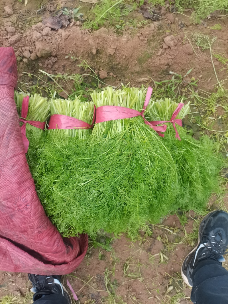 小茴香河北邢台石家庄茴香25cm-35左右割拔都行