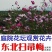 波斯菊种子格桑花种子扫帚梅种子秋英种子花卉种子绿化花海田