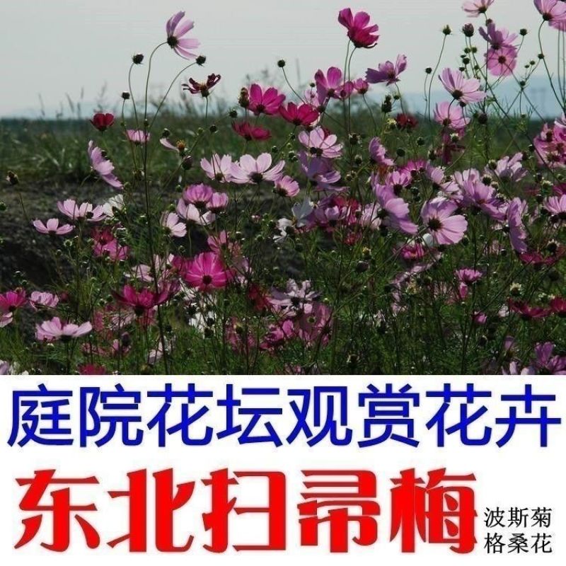 波斯菊种子格桑花种子扫帚梅种子秋英种子花卉种子绿化花海田