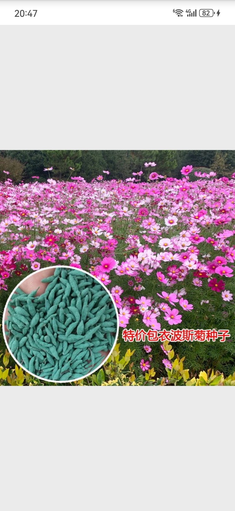 波斯菊种子格桑花种子扫帚梅种子秋英种子花卉种子绿化花海田