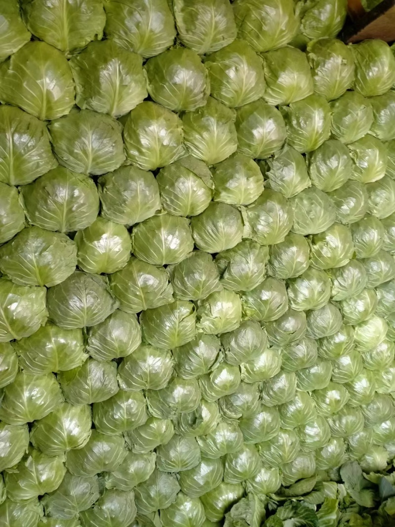 甘蓝8398绿宝石大量上市中
