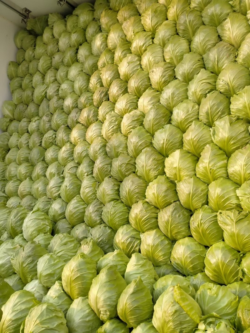 甘蓝8398绿宝石大量上市中