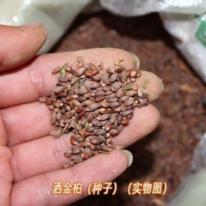 洒金柏种子黄头柏种子圆柏种子洒金柏种子叶树种庭院观赏灌木