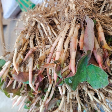 鱼腥草，扎耳根
