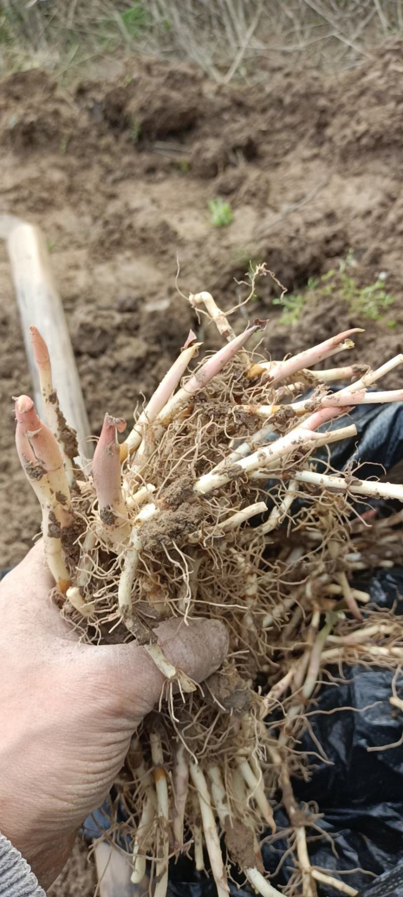 鱼腥草，扎耳根