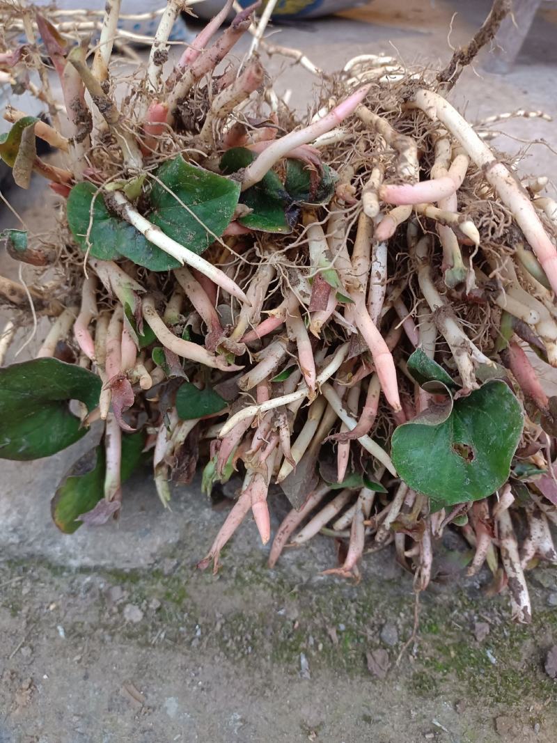 鱼腥草，扎耳根