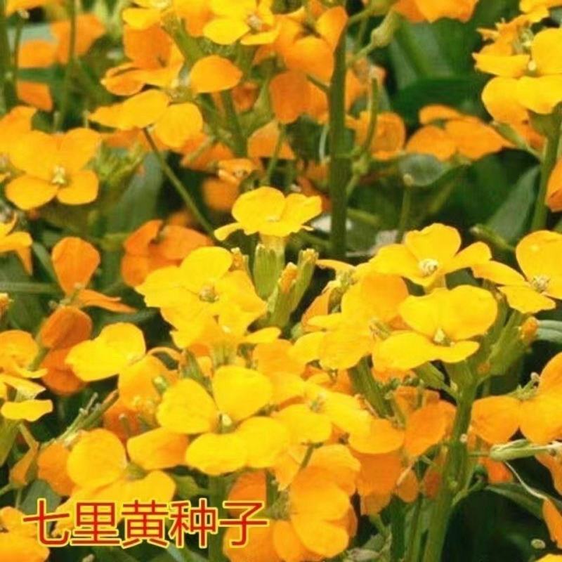 七里黄种籽多年生花卉种子耐寒易种花坛植物园林景观花海十字