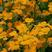 七里黄种籽多年生花卉种子耐寒易种花坛植物园林景观花海十字