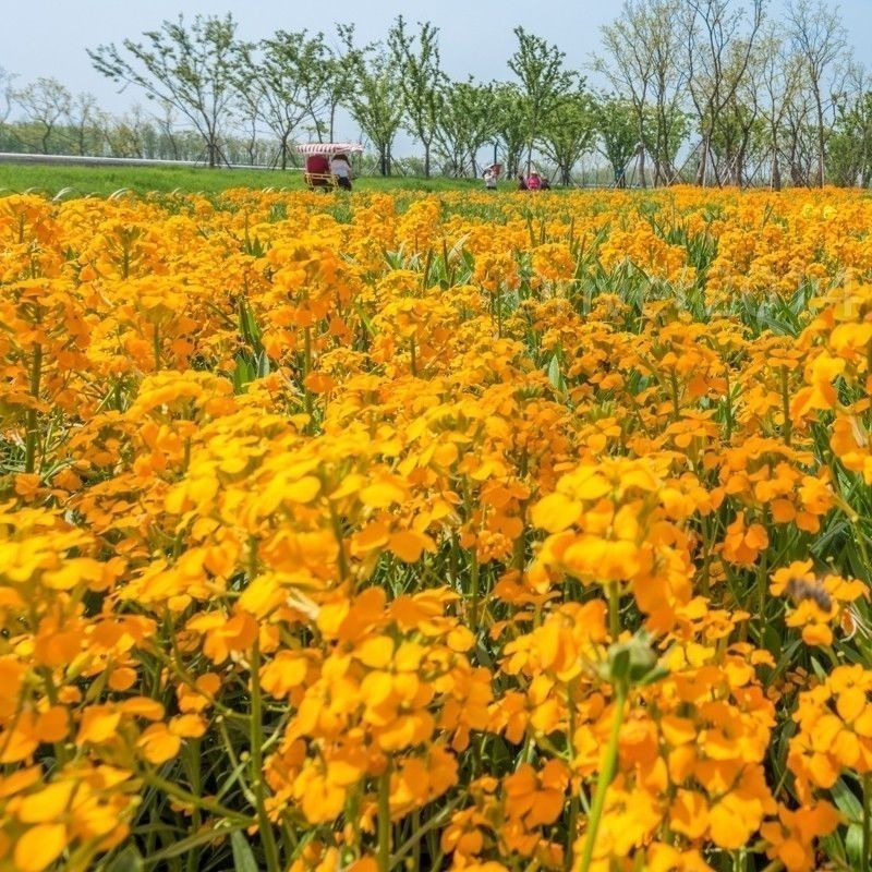 七里黄种籽多年生花卉种子耐寒易种花坛植物园林景观花海十字