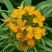 七里黄种籽多年生花卉种子耐寒易种花坛植物园林景观花海十字