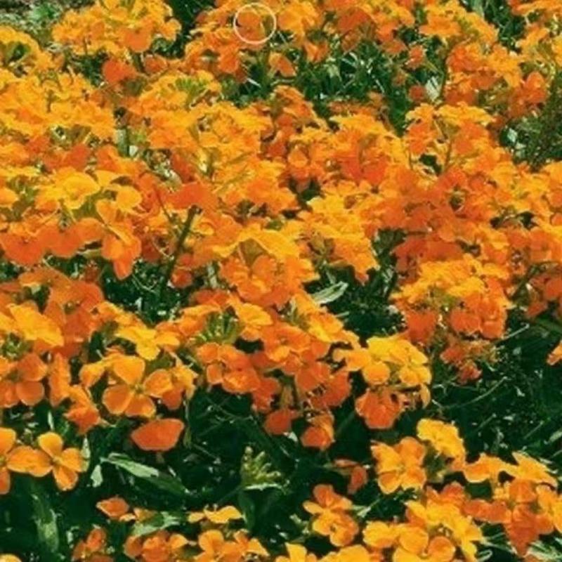 七里黄种籽多年生花卉种子耐寒易种花坛植物园林景观花海十字
