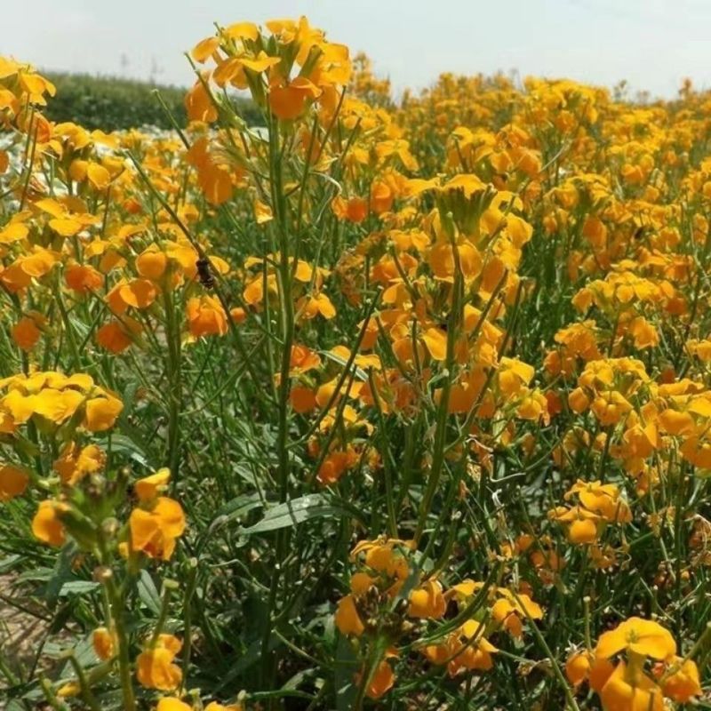 七里黄种籽多年生花卉种子耐寒易种花坛植物园林景观花海十字