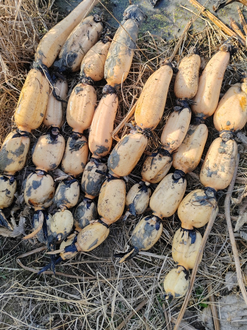 莲藕批发，自家种植，量大从优
