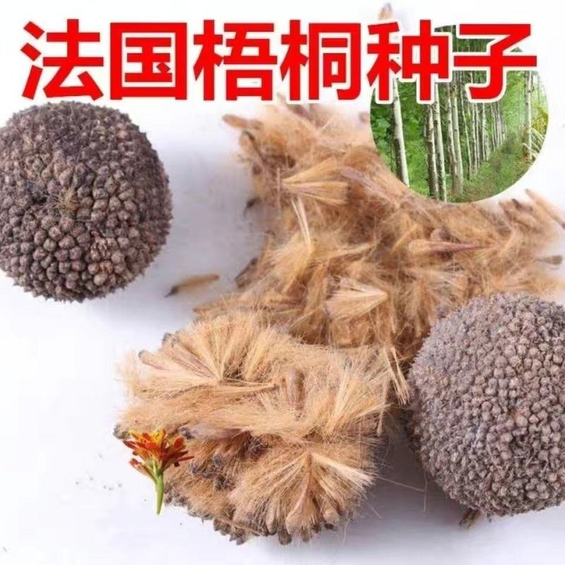 新采林木树种法国梧桐树种子法桐