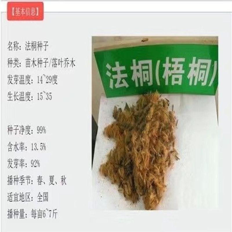 新采林木树种法国梧桐树种子法桐