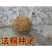 新采林木树种法国梧桐树种子法桐
