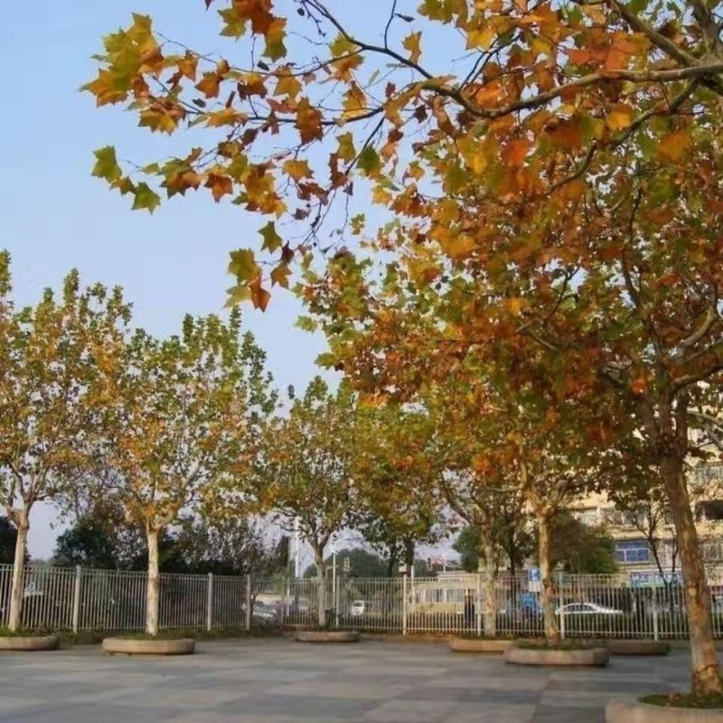 新采林木树种法国梧桐树种子法桐