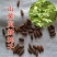 新采山茱萸种子中药材种子红衣仙子种子山萸肉山芋肉山于肉