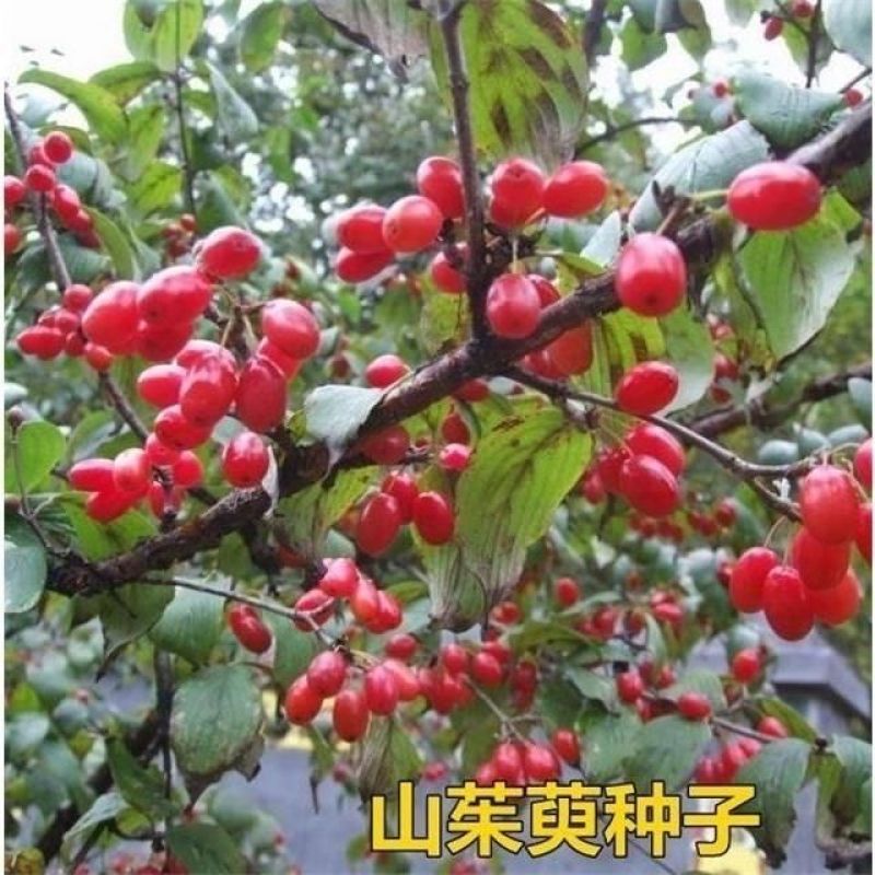 新采山茱萸种子中药材种子红衣仙子种子山萸肉山芋肉山于肉