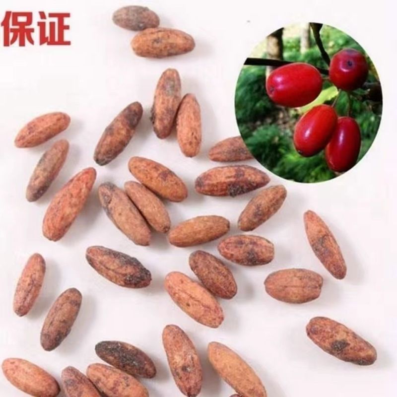 新采山茱萸种子中药材种子红衣仙子种子山萸肉山芋肉山于肉