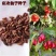 新采山茱萸种子中药材种子红衣仙子种子山萸肉山芋肉山于肉
