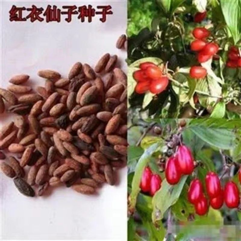 新采山茱萸种子中药材种子红衣仙子种子山萸肉山芋肉山于肉