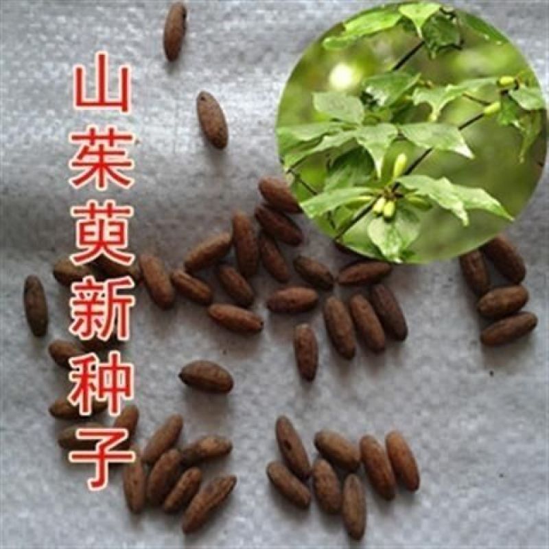 新采山茱萸种子中药材种子红衣仙子种子山萸肉山芋肉山于肉