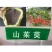 新采山茱萸种子中药材种子红衣仙子种子山萸肉山芋肉山于肉