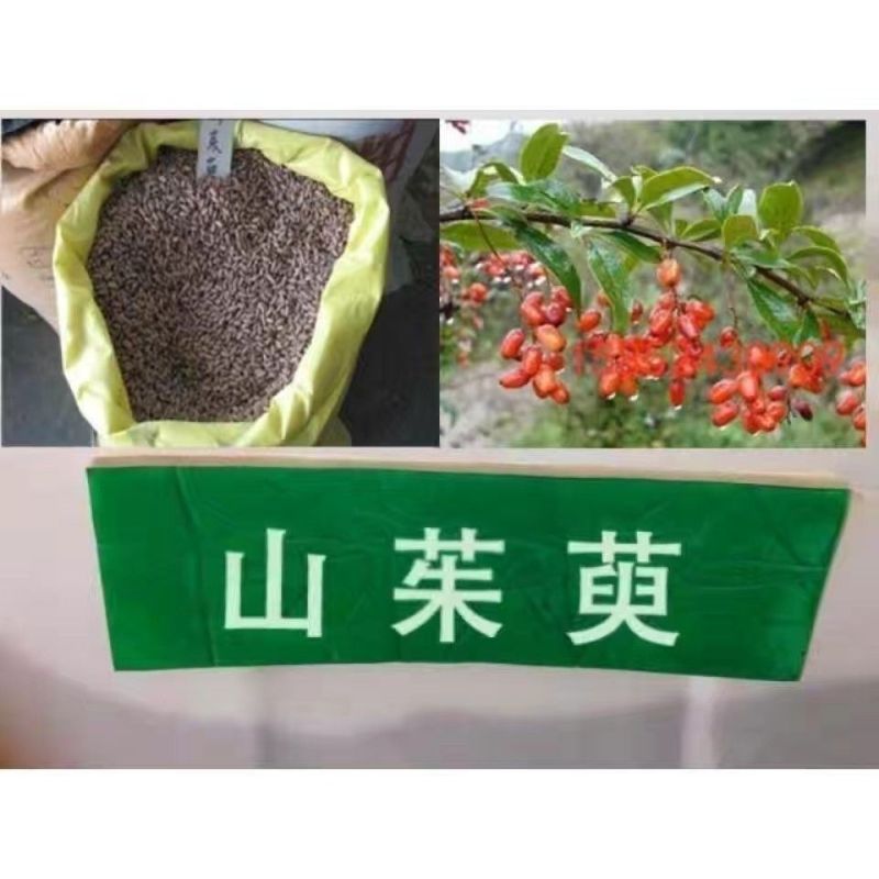 新采山茱萸种子中药材种子红衣仙子种子山萸肉山芋肉山于肉
