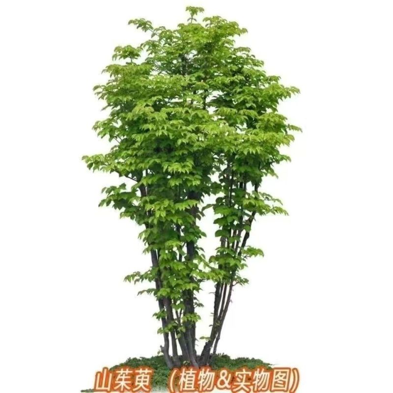 新采山茱萸种子中药材种子红衣仙子种子山萸肉山芋肉山于肉