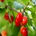 新采山茱萸种子中药材种子红衣仙子种子山萸肉山芋肉山于肉