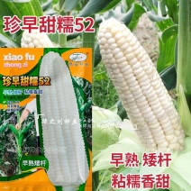 珍早甜糯52矮杆糯玉米种子高产鲜食玉米种子早熟皮薄大棒