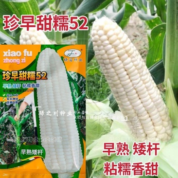 珍早甜糯52矮杆糯玉米种子高产鲜食玉米种子早熟皮薄大棒