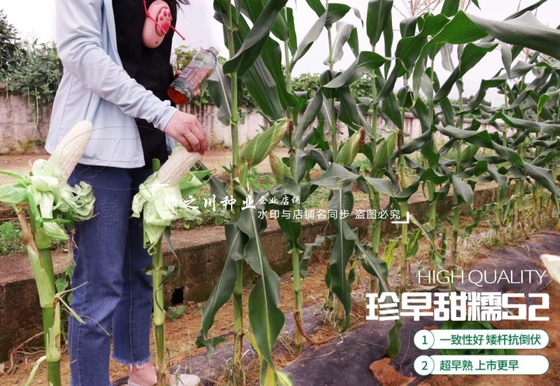 珍早甜糯52矮杆糯玉米种子高产鲜食玉米种子早熟皮薄大棒